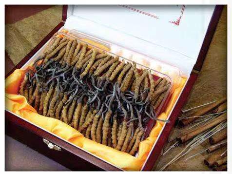 米东冬虫夏草回收